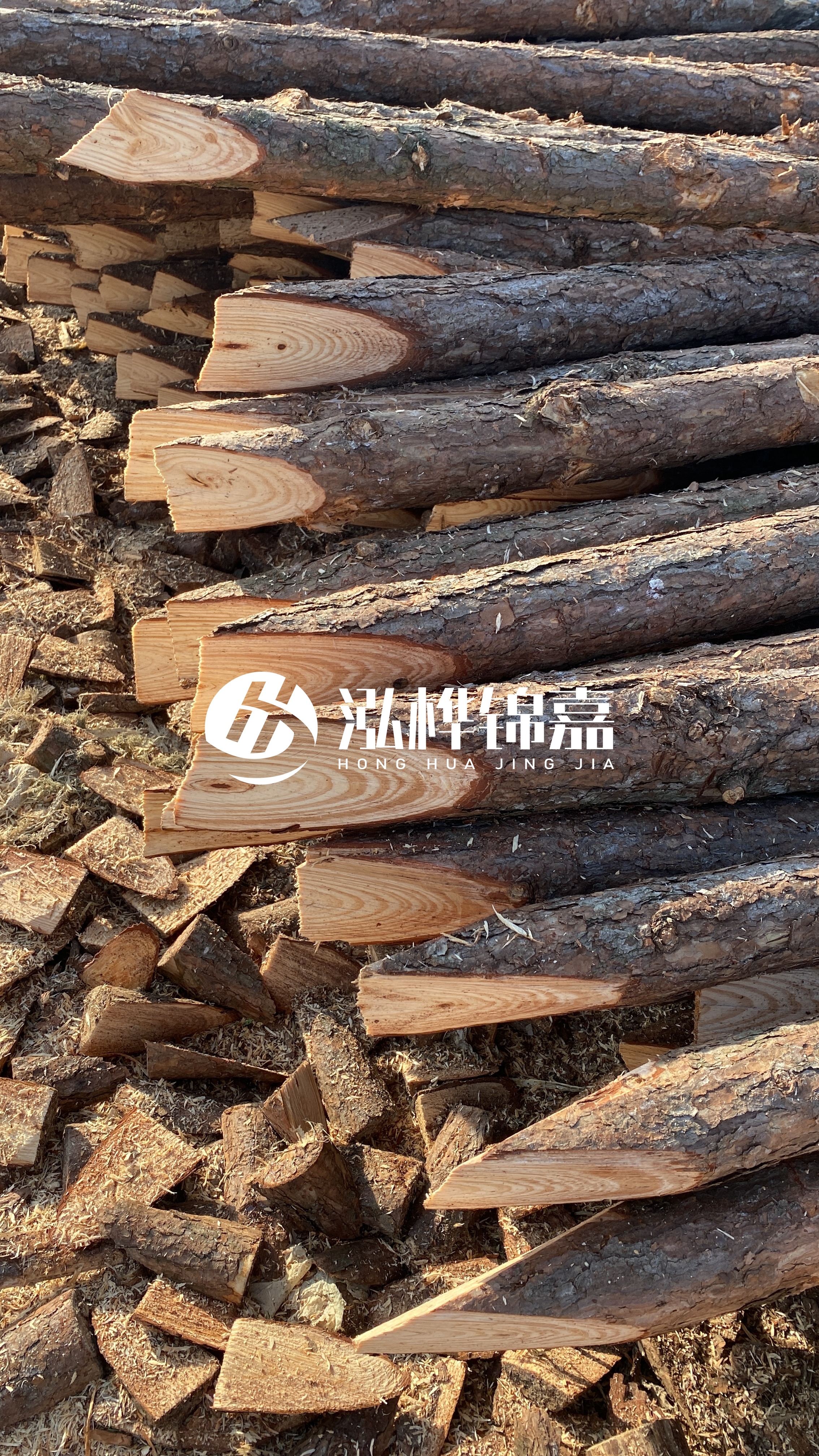 松木樁怎么分辨好壞？學會這幾招，輕松分辨松木樁好壞不踩雷！